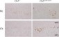 LC3 Antibody (APG8B) (N-term)