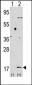 LC3 Antibody (APG8B) (C-term)