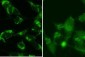 Cleaved LC3B Antibody