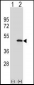 ATG3 Antibody (C-term)