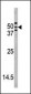 ATG4A Antibody