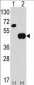 ATG4B Antibody (N-term)