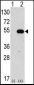 ATG4C Antibody (N-term)