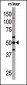 ATG4C Antibody (N-term)