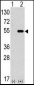 ATG4C Antibody (Center)