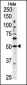 ATG4C Antibody (Center)