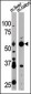 ATG4D Antibody (N-term)