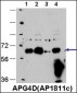 ATG4D Antibody (C-term)