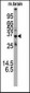 ATG5 Antibody (N-term)