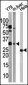 ATG5 Antibody (C-term)