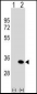 ATG5 Antibody (C-term)