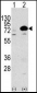 ATG7 Antibody (N-term)