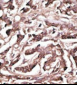 ATG7 Antibody (Center)