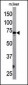 ATG7 Antibody (Center)