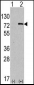 ATG7 Antibody