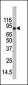 ATG7 Antibody (C-term)