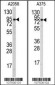 ATG9A Antibody (C-term)