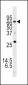 ATG16L Antibody