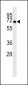 ATG16L Antibody