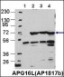 ATG16L Antibody