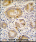 ATG16L Antibody (C-term)