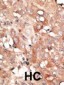 RGS19 Antibody (N-term)