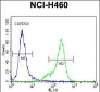 UCHL1 Antibody (C-term)