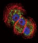 Parkin Antibody (C-term)