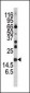 SNCA Antibody (C-term)