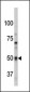 Pael-R (GPR37) Antibody (N-term)