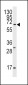 Pael-R (GPR37) Antibody (C-term)