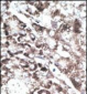 Pael-R (GPR37) Antibody (C-term)