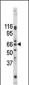 Pael-R (GPR37) Antibody (C-term)