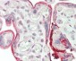 PRL3 Antibody