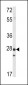 PRL1 Antibody