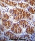 Cdc14 Antibody