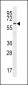 Cdc14 Antibody