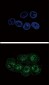 Phospho-STAT3(S727) Antibody