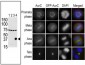 Aurora-C Antibody (N-term M1)