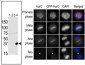 Aurora-C Antibody (N-term G11)