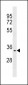 Aurora-C Antibody (N-term G11)