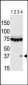 Aurora-C Antibody (Center)