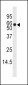 ADK Antibody (C-term)