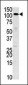 HK3 (Hexokinase III) Antibody (N-term)