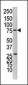 PTP1B Antibody (N-terminal)