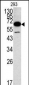 METAP2 Antibody (N-term)