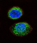 PTEN Antibody (C-term)