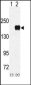 EHMT1 (EUHMTASE1) Antibody (N-term)