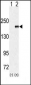 EHMT1 (EUHMTASE1) Antibody (Center)