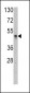 KAT1 (HAT1) Antibody (N-term)